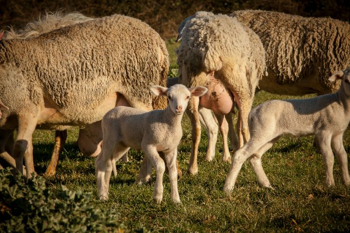 Pecorini freschi: cinque abbinamenti al top