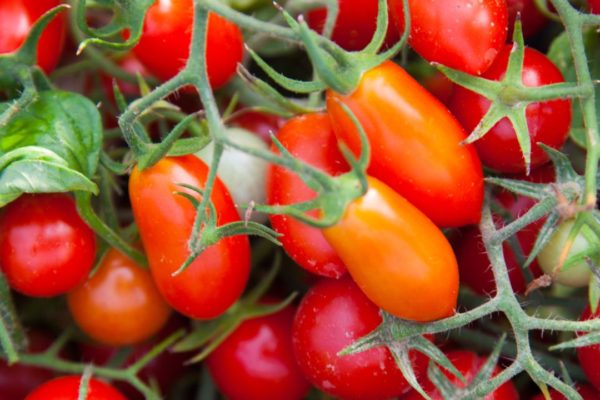 datterini per bruschetta